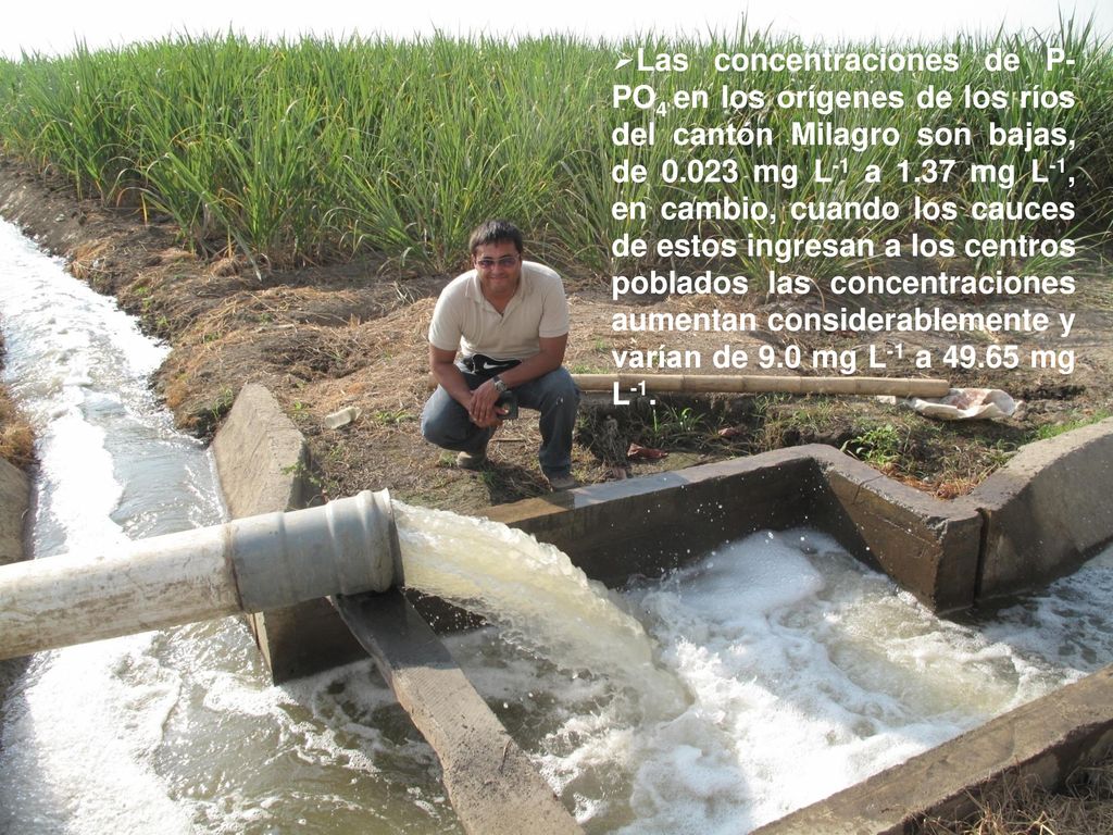 Las concentraciones de P-PO4 en los orígenes de los ríos del cantón Milagro son bajas, de mg L-1 a 1.37 mg L-1, en cambio, cuando los cauces de estos ingresan a los centros poblados las concentraciones aumentan considerablemente y varían de 9.0 mg L-1 a mg L-1.