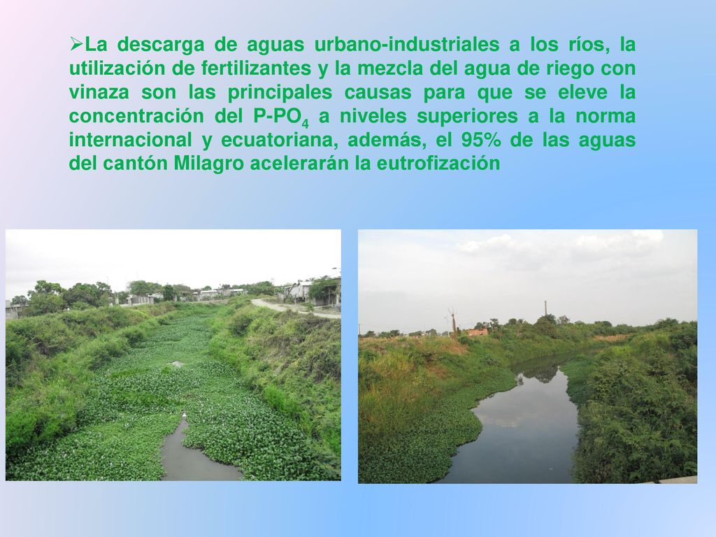 La descarga de aguas urbano-industriales a los ríos, la utilización de fertilizantes y la mezcla del agua de riego con vinaza son las principales causas para que se eleve la concentración del P-PO4 a niveles superiores a la norma internacional y ecuatoriana, además, el 95% de las aguas del cantón Milagro acelerarán la eutrofización