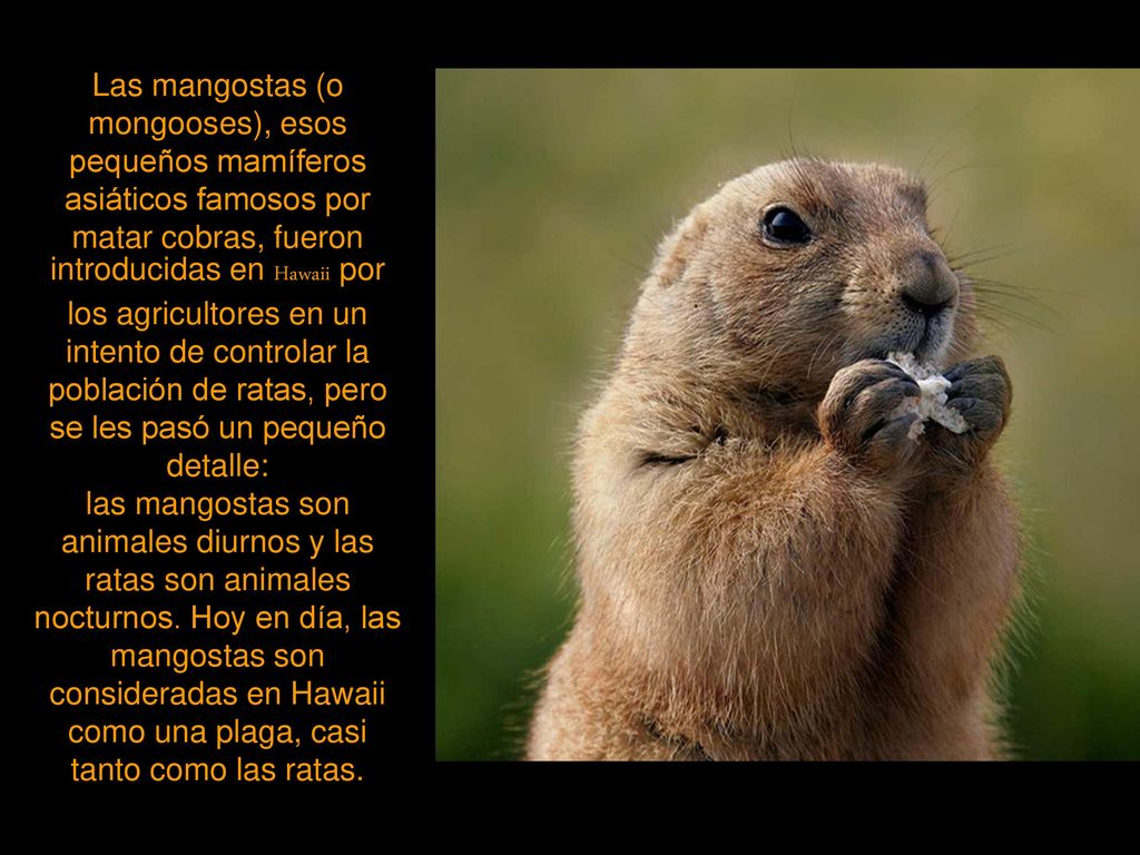 Las mangostas (o mongooses), esos pequeños mamíferos asiáticos famosos por matar cobras, fueron introducidas en Hawaii por los agricultores en un intento de controlar la población de ratas, pero se les pasó un pequeño detalle: las mangostas son animales diurnos y las ratas son animales nocturnos.