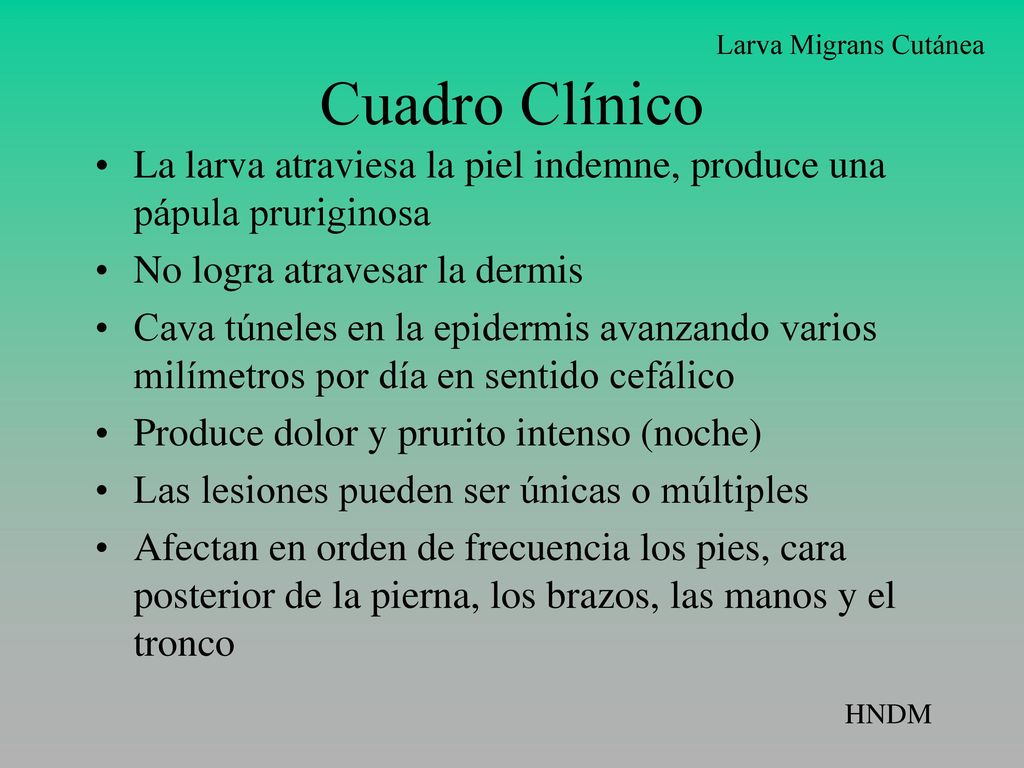 Larva Migrans Cutánea Cuadro Clínico. La larva atraviesa la piel indemne, produce una pápula pruriginosa.