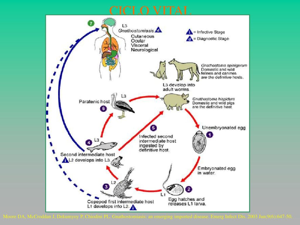 CICLO VITAL Moore DA, McCroddan J, Dekumyoy P, Chiodini PL.