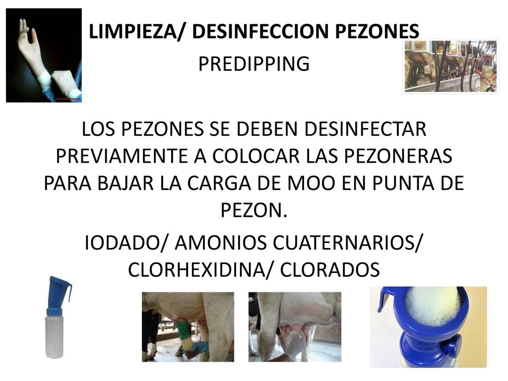 LIMPIEZA/ DESINFECCION PEZONES PREDIPPING LOS PEZONES SE DEBEN DESINFECTAR PREVIAMENTE A COLOCAR LAS PEZONERAS PARA BAJAR LA CARGA DE MOO EN PUNTA DE PEZON.