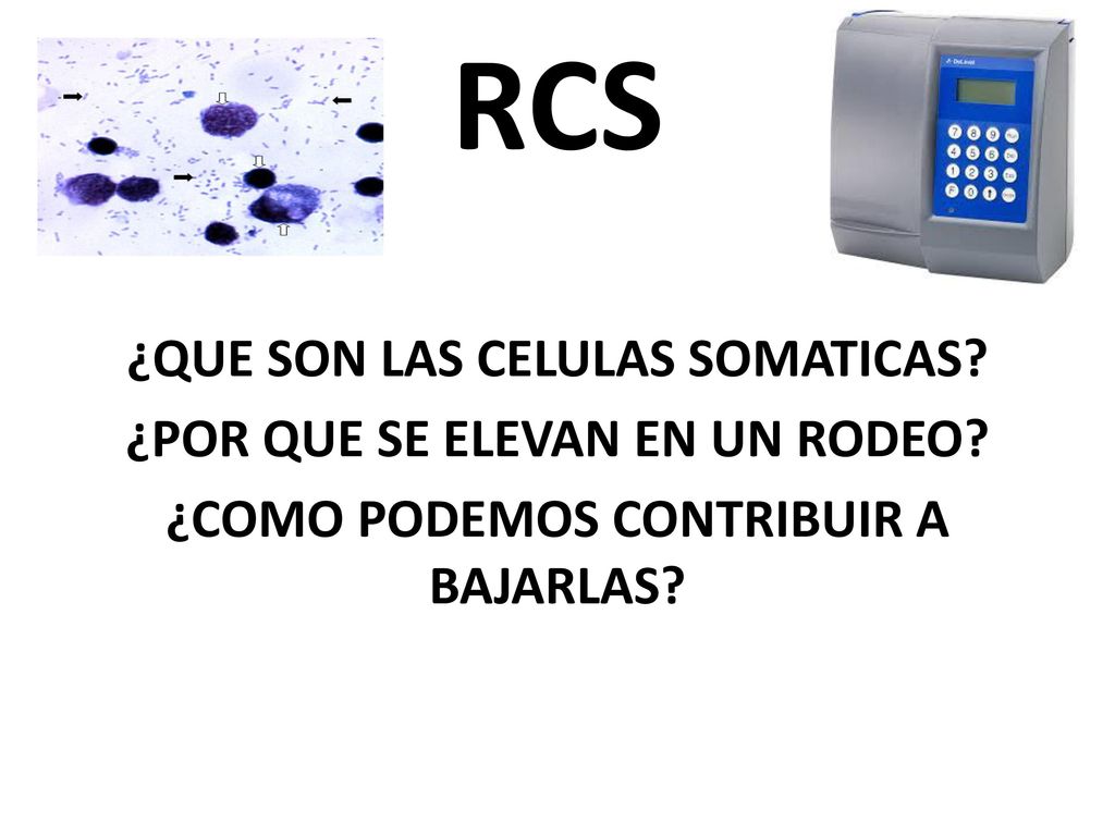 RCS ¿QUE SON LAS CELULAS SOMATICAS. ¿POR QUE SE ELEVAN EN UN RODEO.