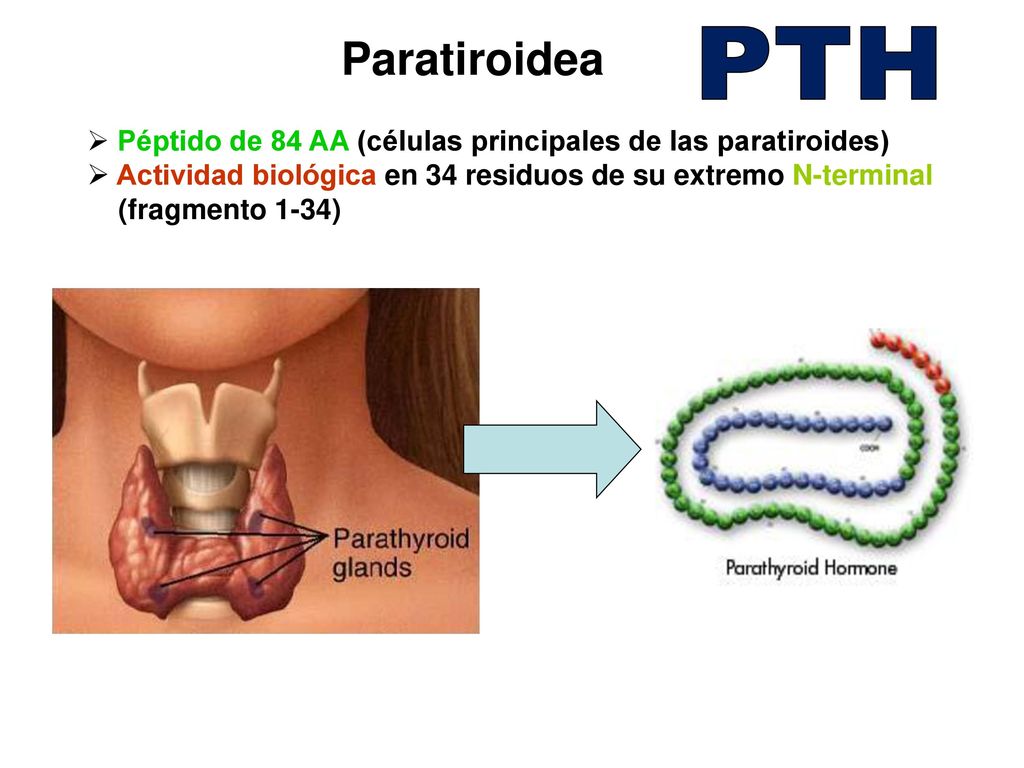 Paratiroidea PTH. Péptido de 84 AA (células principales de las paratiroides) Actividad biológica en 34 residuos de su extremo N-terminal.