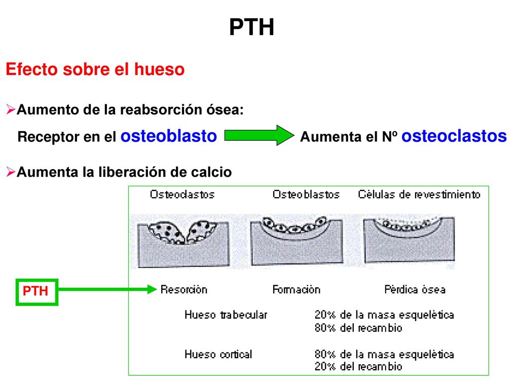 PTH Efecto sobre el hueso Aumento de la reabsorción ósea: