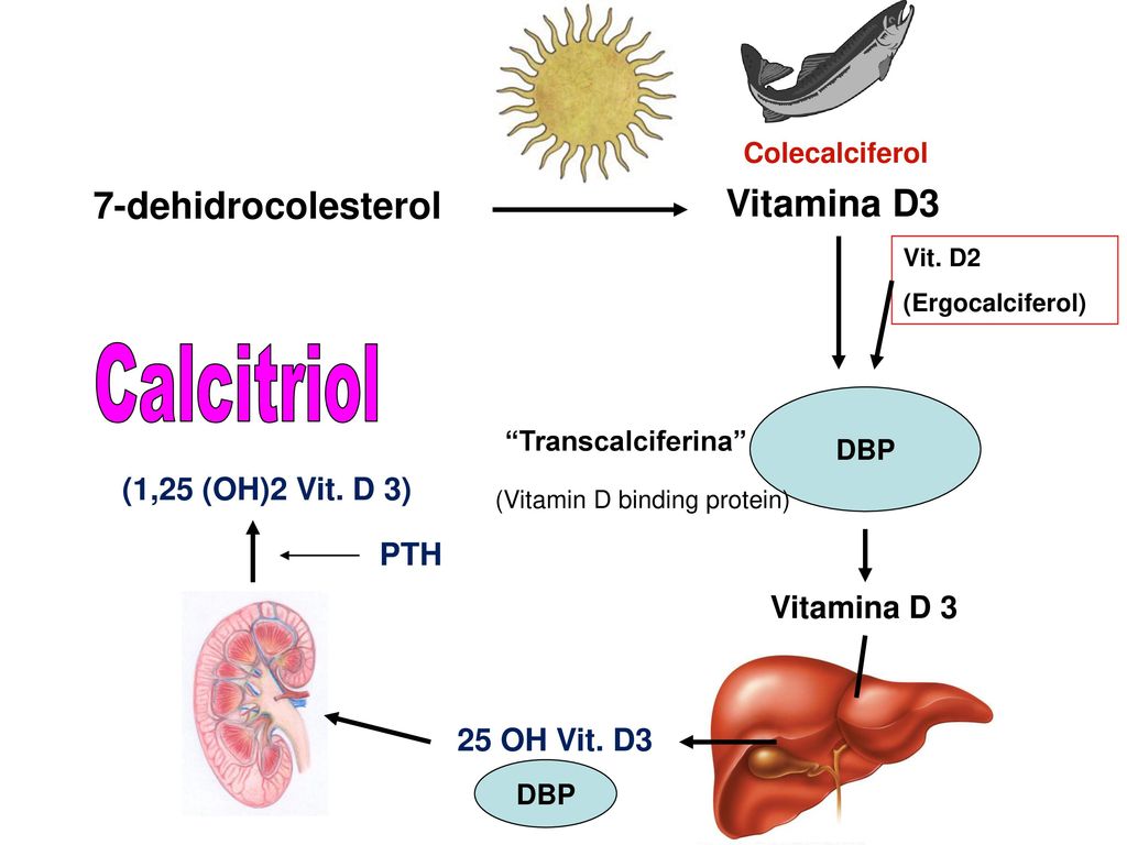 Calcitriol 7-dehidrocolesterol Vitamina D3 (1,25 (OH)2 Vit. D 3) PTH