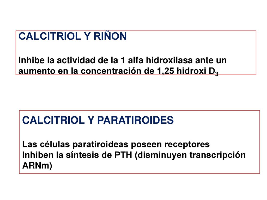 CALCITRIOL Y RIÑON Inhibe la actividad de la 1 alfa hidroxilasa ante un aumento en la concentración de 1,25 hidroxi D3