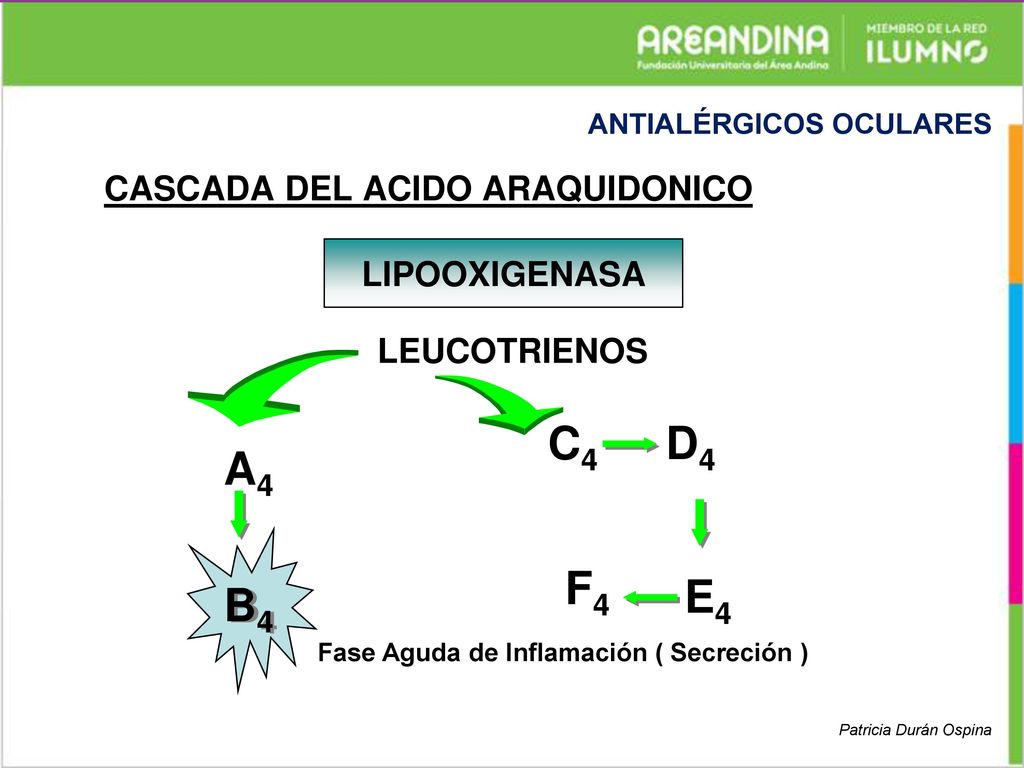 C4 D4 A4 B4 F4 E4 CASCADA DEL ACIDO ARAQUIDONICO LIPOOXIGENASA