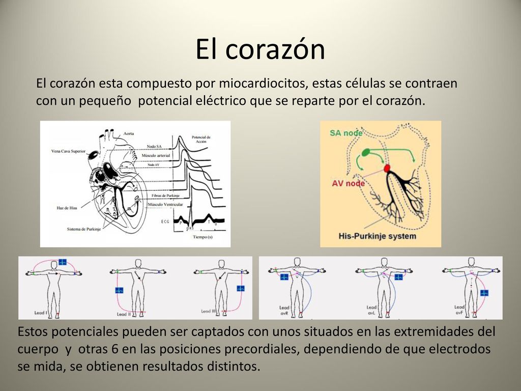 El corazón El corazón esta compuesto por miocardiocitos, estas células se contraen con un pequeño potencial eléctrico que se reparte por el corazón.
