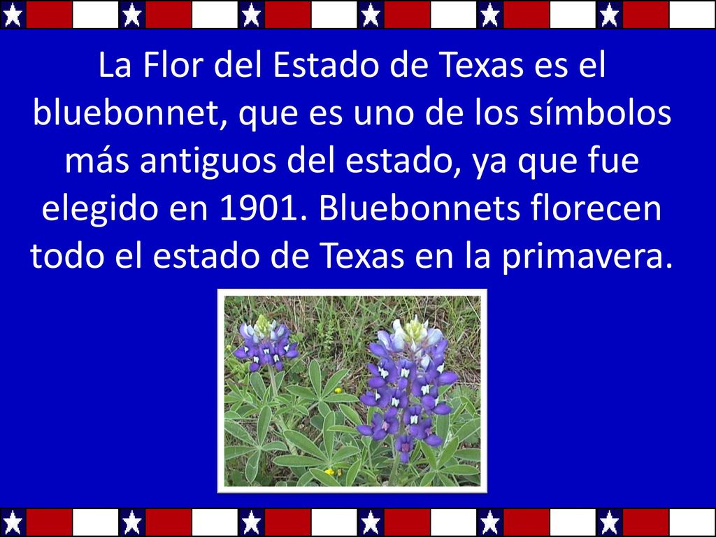 La Flor del Estado de Texas es el bluebonnet, que es uno de los símbolos más antiguos del estado, ya que fue elegido en 1901.