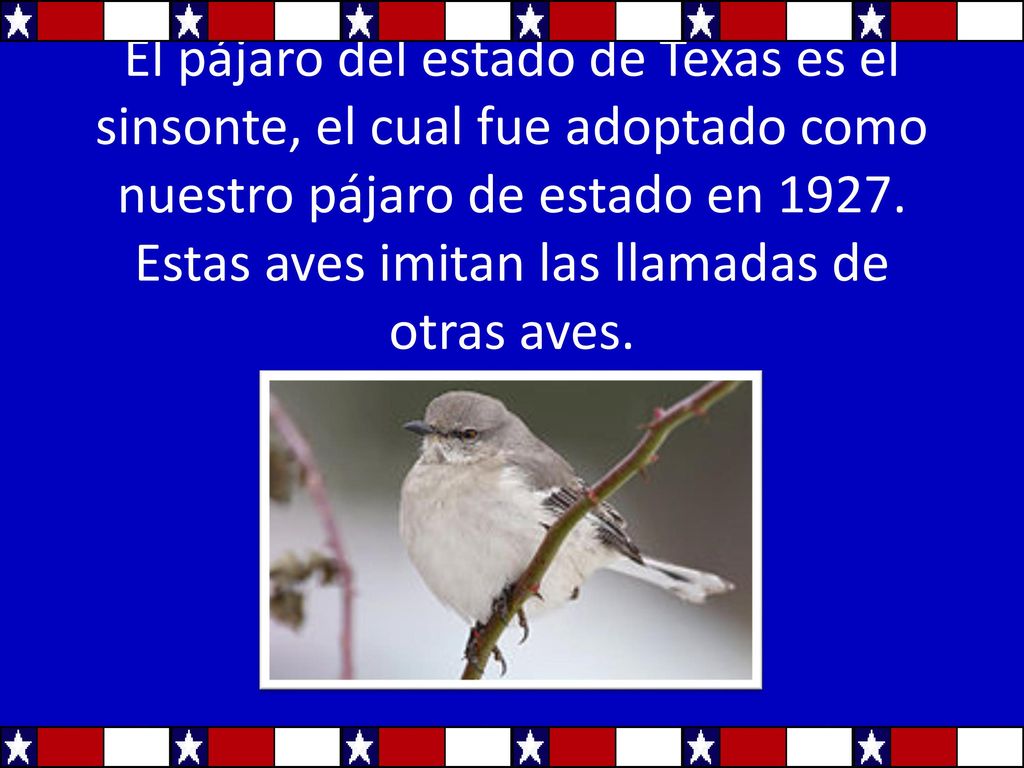 El pájaro del estado de Texas es el sinsonte, el cual fue adoptado como nuestro pájaro de estado en 1927.