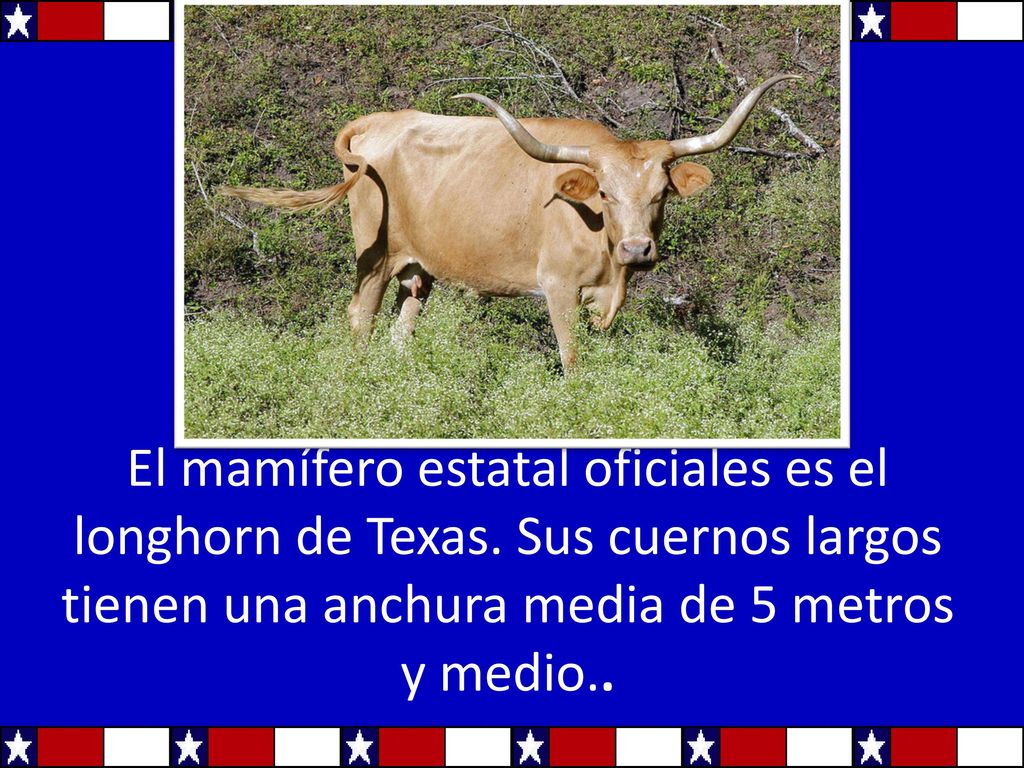 El mamífero estatal oficiales es el longhorn de Texas