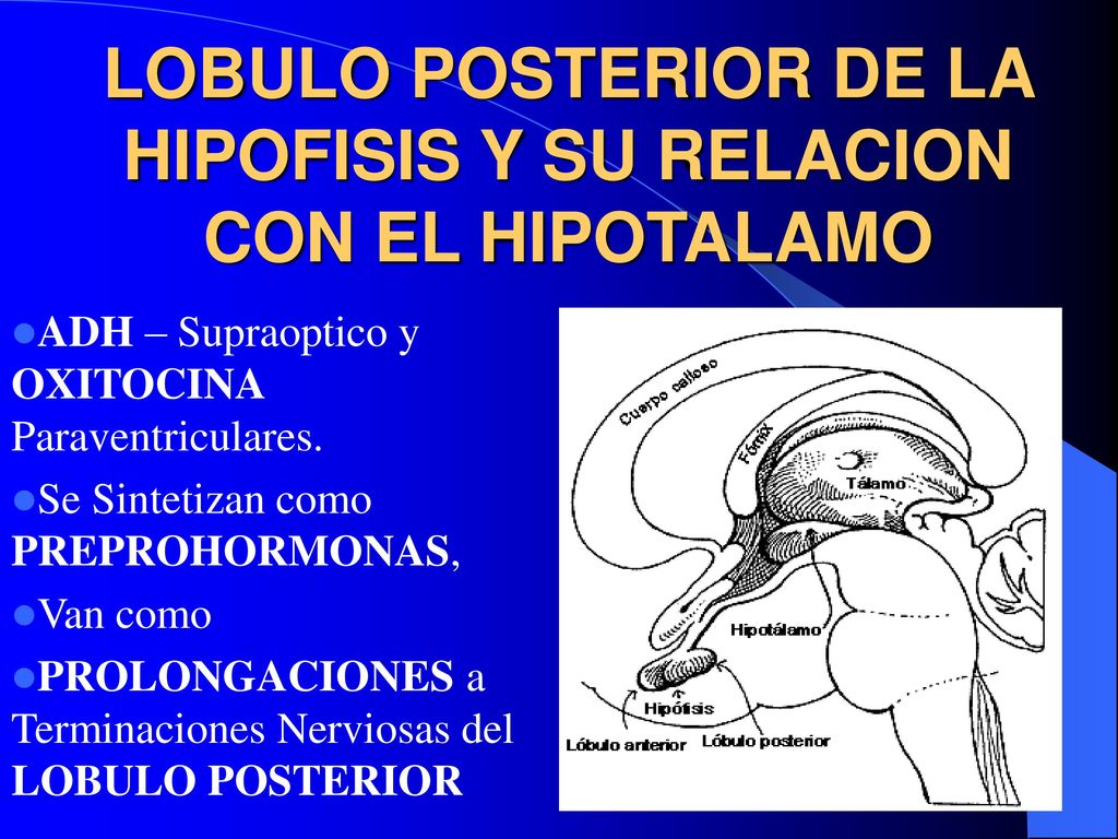 LOBULO POSTERIOR DE LA HIPOFISIS Y SU RELACION CON EL HIPOTALAMO