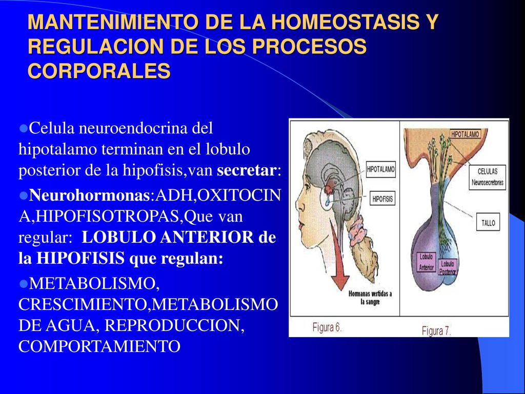MANTENIMIENTO DE LA HOMEOSTASIS Y REGULACION DE LOS PROCESOS CORPORALES