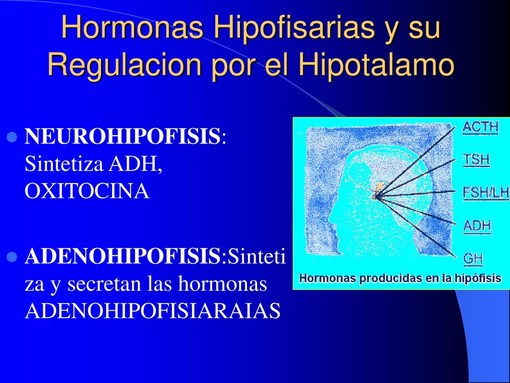 Hormonas Hipofisarias y su Regulacion por el Hipotalamo