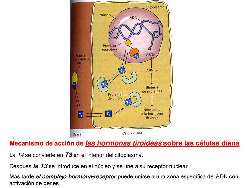 Mecanismo de acción de las hormonas tiroideas sobre las células diana