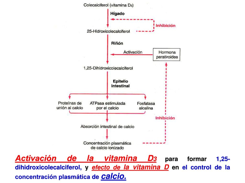 Activación de la vitamina D3 para formar 1,25-dihidroxicolecalciferol, y efecto de la vitamina D en el control de la concentración plasmática de calcio.