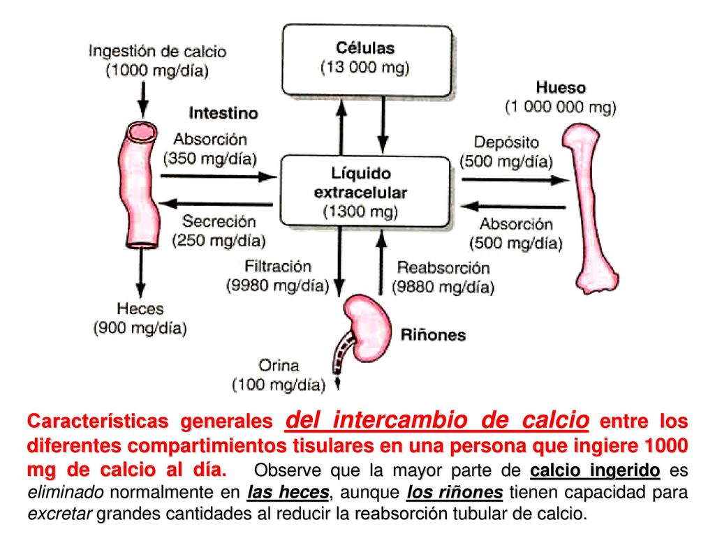 Características generales del intercambio de calcio entre los diferentes compartimientos tisulares en una persona que ingiere 1000 mg de calcio al día.