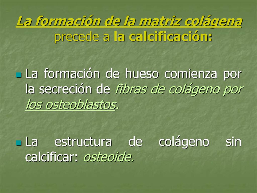 La formación de la matriz colágena precede a la calcificación: