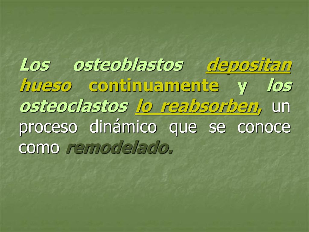 Los osteoblastos depositan hueso continuamente y los osteoclastos lo reabsorben, un proceso dinámico que se conoce como remodelado.