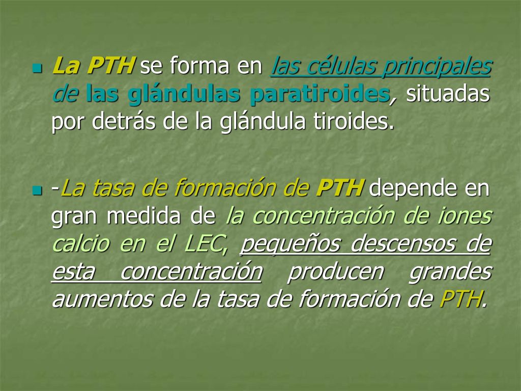 La PTH se forma en las células principales de las glándulas paratiroides, situadas por detrás de la glándula tiroides.