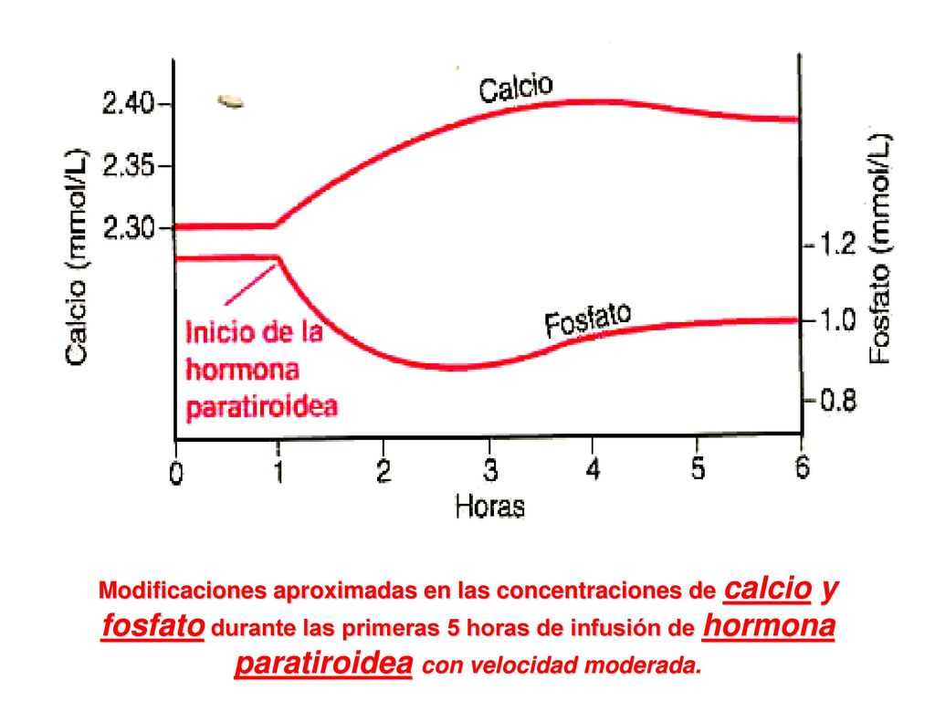 Modificaciones aproximadas en las concentraciones de calcio y fosfato durante las primeras 5 horas de infusión de hormona paratiroidea con velocidad moderada.