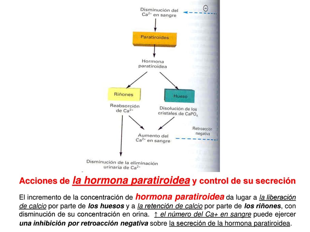 Acciones de la hormona paratiroidea y control de su secreción