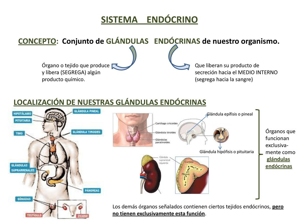 SISTEMA ENDÓCRINO CONCEPTO: Conjunto de GLÁNDULAS ENDÓCRINAS de nuestro organismo.