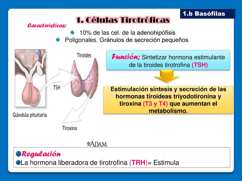 1.b Basófilas 1. Células Tirotróficas. Caracteristicas: 10% de las cel. de la adenohipófisis. Poligonales. Gránulos de secreción pequeños.