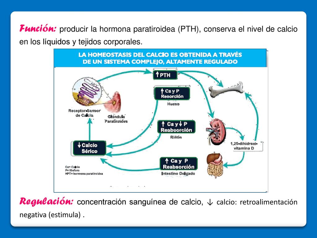 Función: producir la hormona paratiroidea (PTH), conserva el nivel de calcio en los líquidos y tejidos corporales.