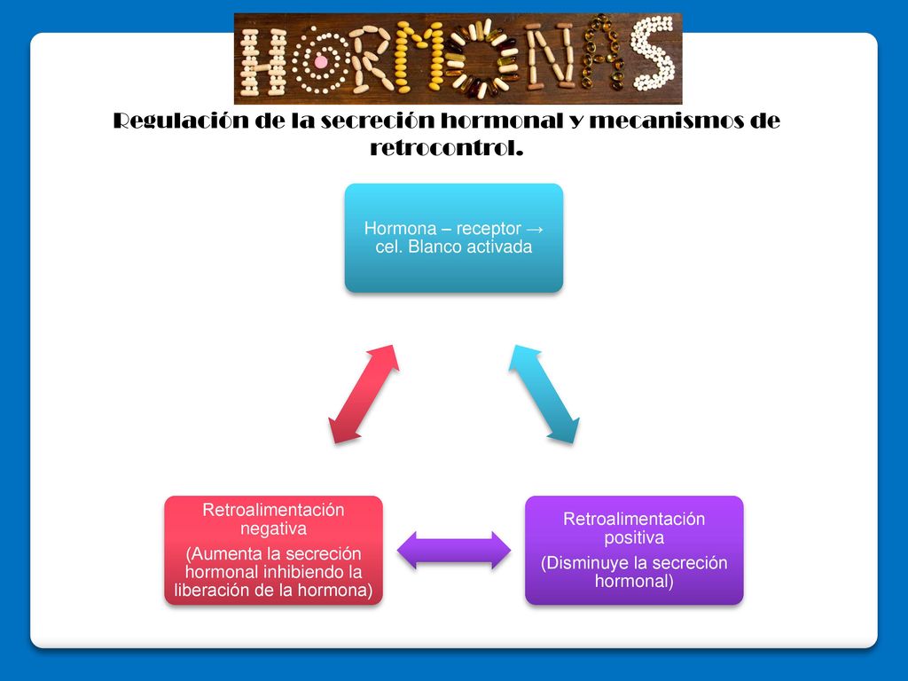 Regulación de la secreción hormonal y mecanismos de retrocontrol.