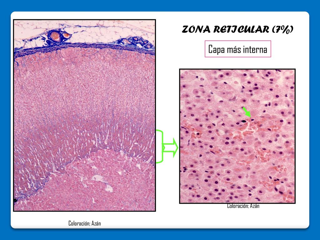 Capa más interna ZONA RETICULAR (7%) Coloración; Azán
