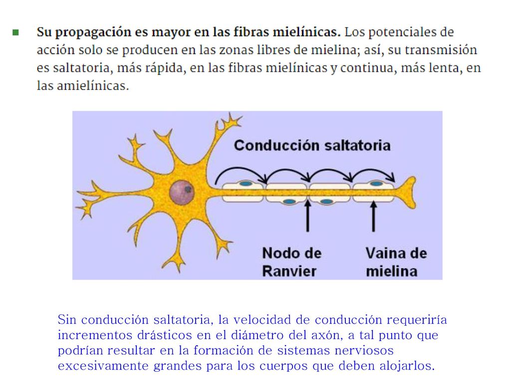 Sin conducción saltatoria, la velocidad de conducción requeriría incrementos drásticos en el diámetro del axón, a tal punto que podrían resultar en la formación de sistemas nerviosos excesivamente grandes para los cuerpos que deben alojarlos.