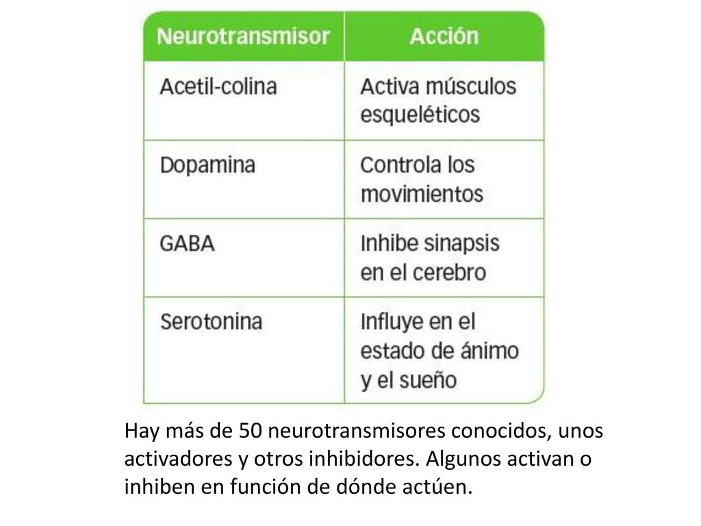 Hay más de 50 neurotransmisores conocidos, unos activadores y otros inhibidores.