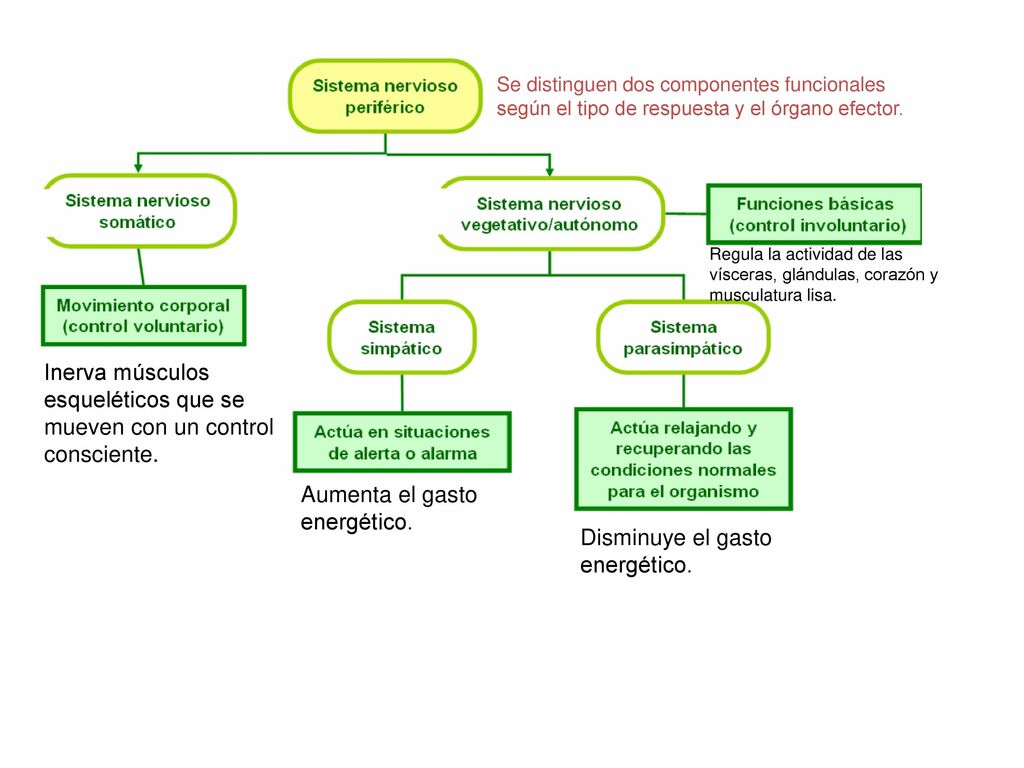 Inerva músculos esqueléticos que se mueven con un control consciente.