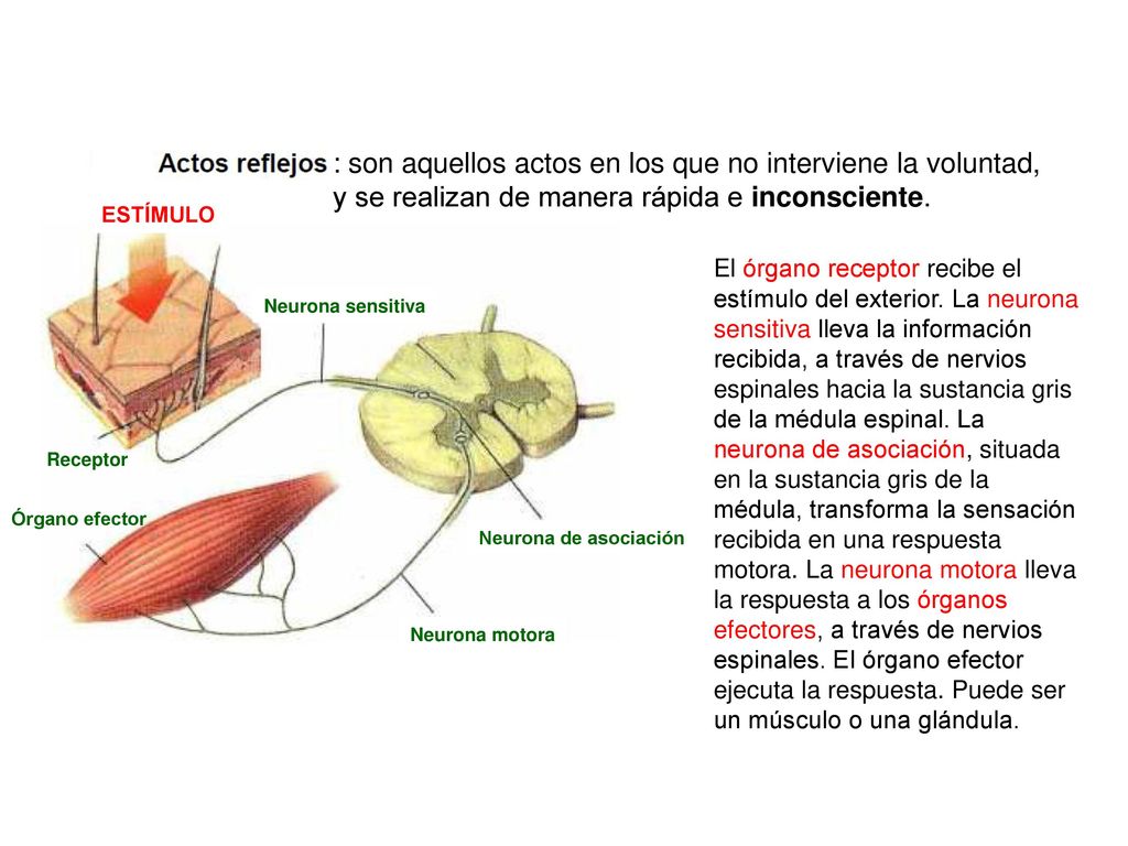 : son aquellos actos en los que no interviene la voluntad, y se realizan de manera rápida e inconsciente.