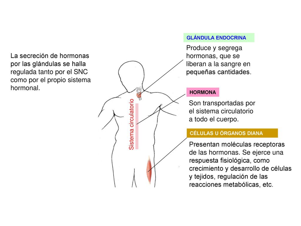 Son transportadas por el sistema circulatorio a todo el cuerpo.