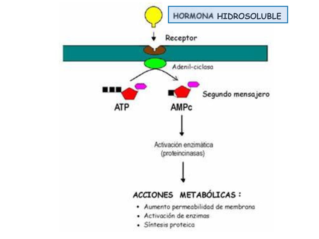 HIDROSOLUBLE