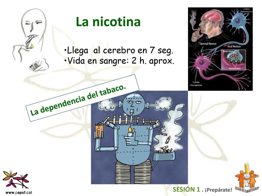 La nicotina Llega al cerebro en 7 seg. Vida en sangre: 2 h. aprox.