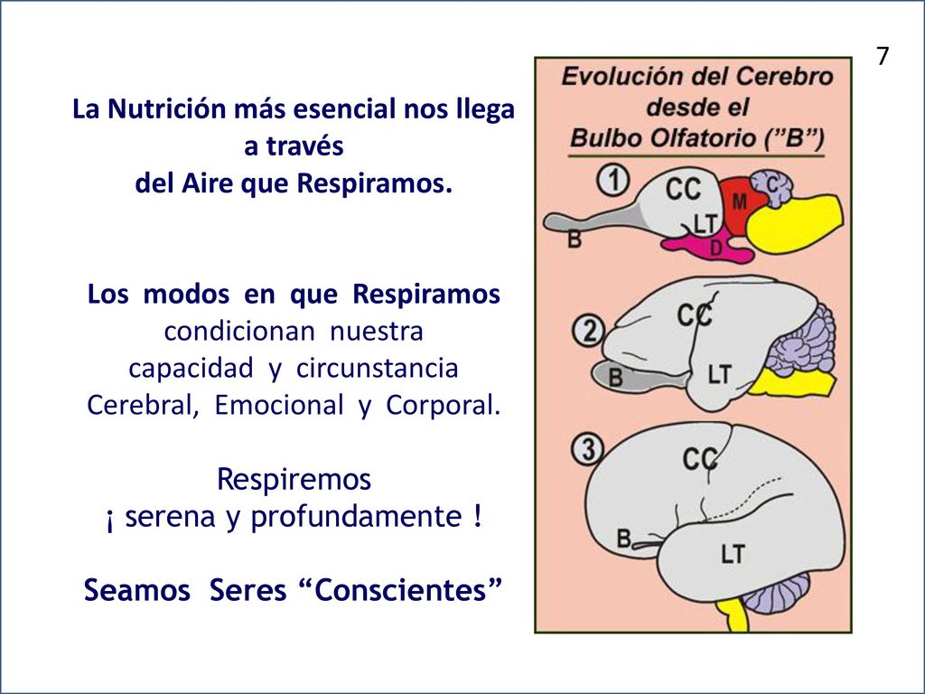 La Nutrición más esencial nos llega a través del Aire que Respiramos.