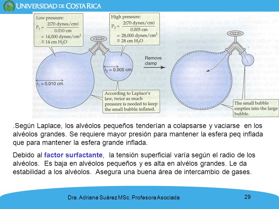 .Según Laplace, los alvéolos pequeños tenderían a colapsarse y vaciarse en los alvéolos grandes. Se requiere mayor presión para mantener la esfera peq inflada que para mantener la esfera grande inflada.