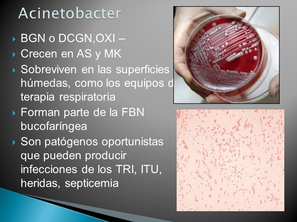 Acinetobacter BGN o DCGN,OXI – Crecen en AS y MK