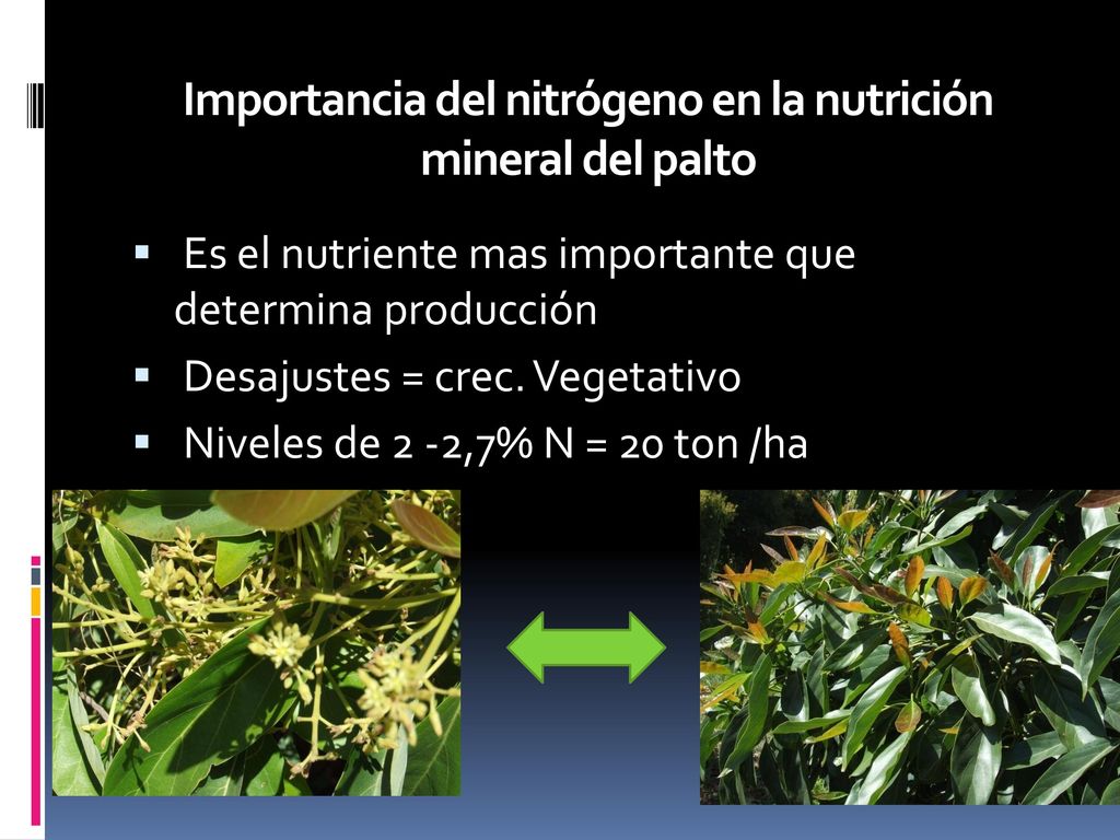Importancia del nitrógeno en la nutrición mineral del palto