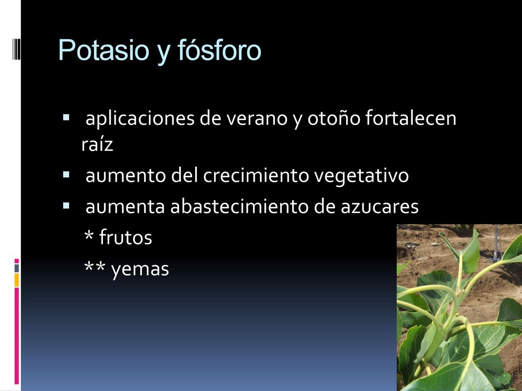 Potasio y fósforo aplicaciones de verano y otoño fortalecen raíz