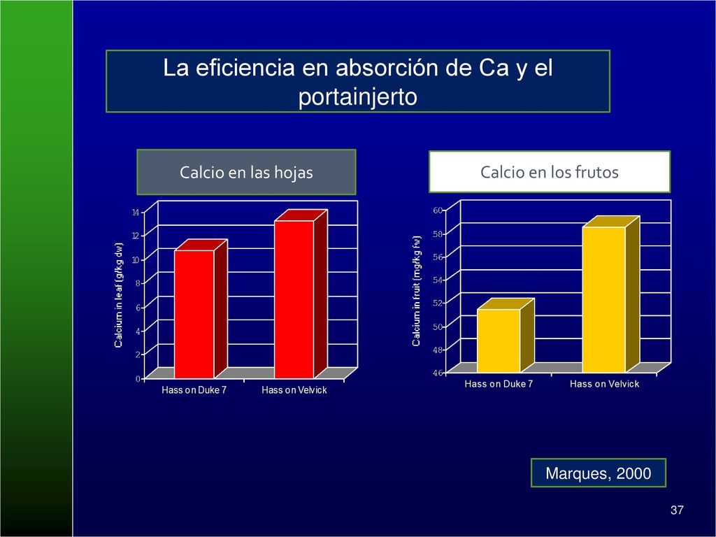 La eficiencia en absorción de Ca y el portainjerto