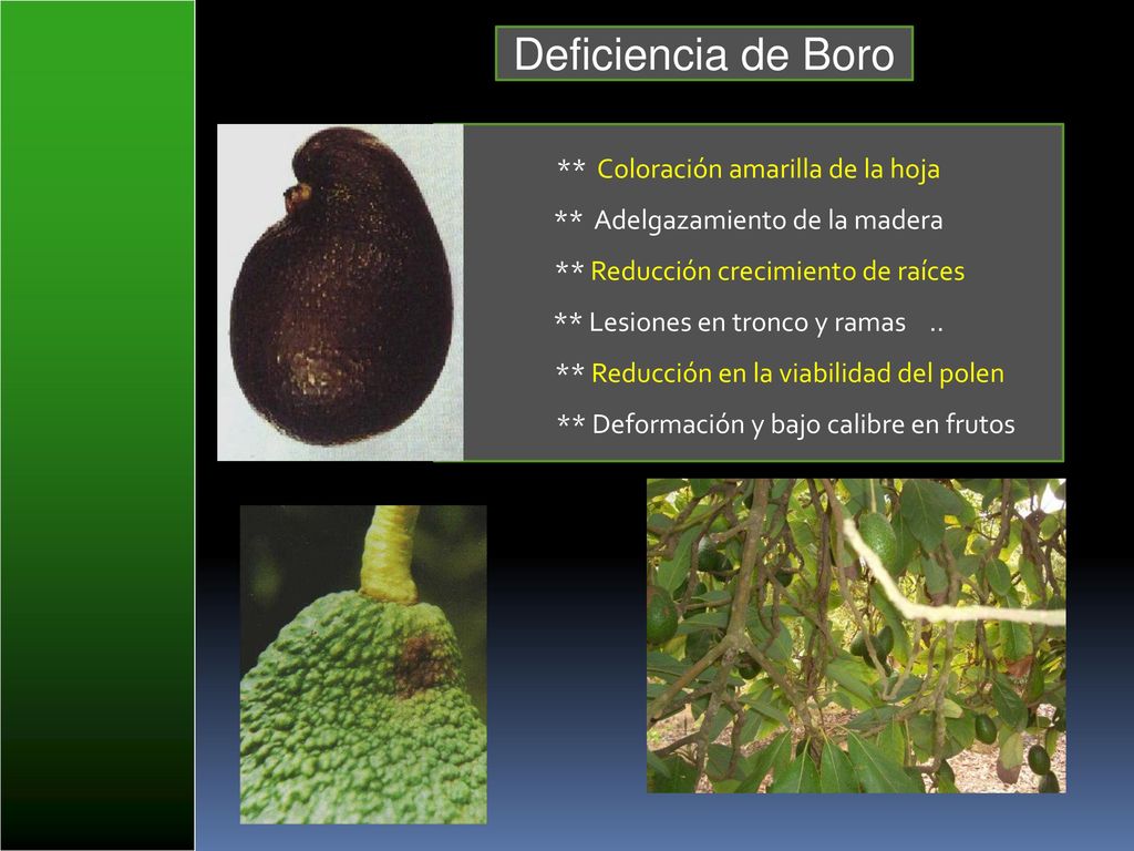 Deficiencia de Boro ** Coloración amarilla de la hoja