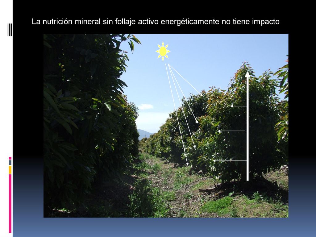 La nutrición mineral sin follaje activo energéticamente no tiene impacto