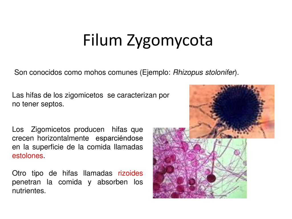 Filum Zygomycota Son conocidos como mohos comunes (Ejemplo: Rhizopus stolonifer). Las hifas de los zigomicetos se caracterizan por no tener septos.