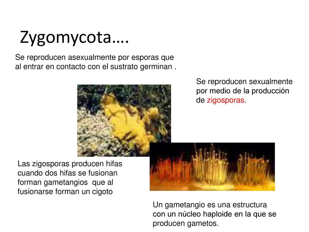 Zygomycota…. Se reproducen asexualmente por esporas que al entrar en contacto con el sustrato germinan .