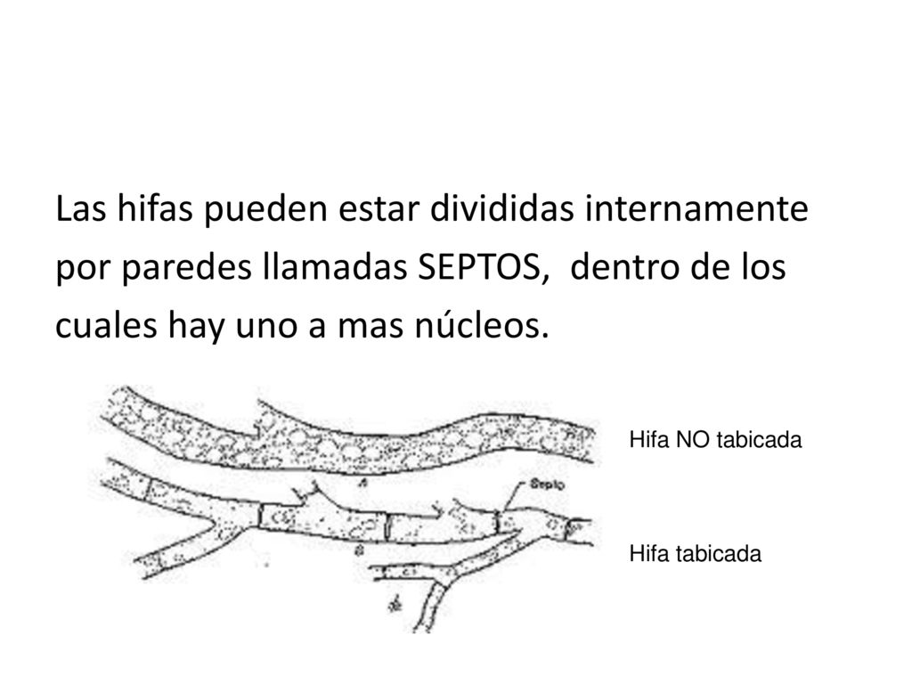 Las hifas pueden estar divididas internamente por paredes llamadas SEPTOS, dentro de los cuales hay uno a mas núcleos.
